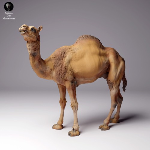 35130259_dromedary-camel-male-3.jpg