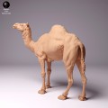 35130259_dromedary-camel-male-2.jpg