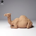 35130260_dromedary-camel-female-1.jpg