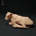 35130338_red-devon-calf-lying-1.jpg