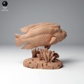 99161102_napoleon_wrasse_1.jpg