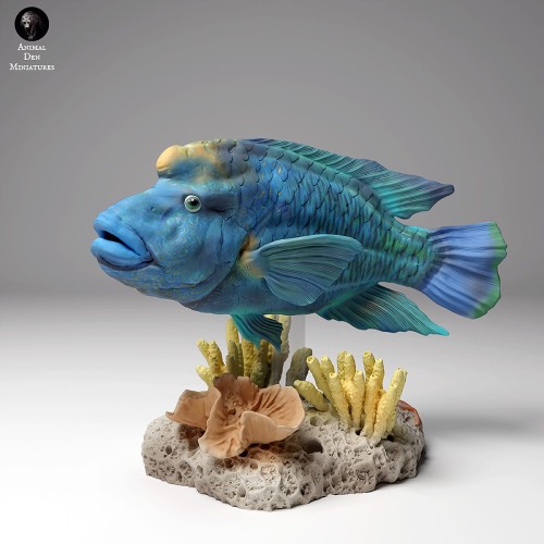 99161102_napoleon_wrasse_3.jpg