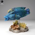99161102_napoleon_wrasse2_1.jpg
