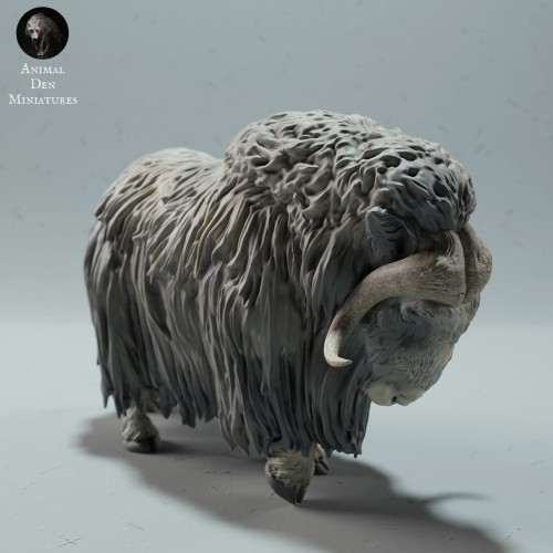 35130604_muskox-second-2.jpg