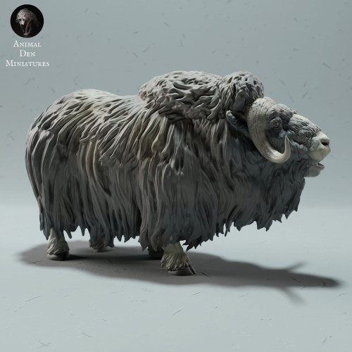 35130605_muskox-2.jpg