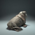 35130616_walrus_3.jpg
