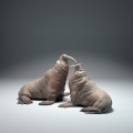 35130618_walrus-fight_2.jpg