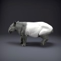 malayan-tapir-2.jpg