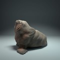 35130616_walrus_2.jpg