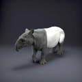 malayan-tapir-1.jpg
