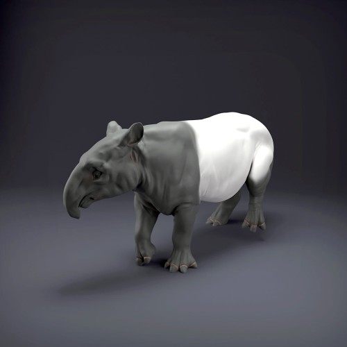 malayan-tapir-1.jpg