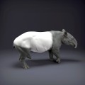 malayan-tapir-3.jpg