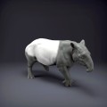 malayan-tapir-4.jpg