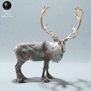 35130612_reindeer-stag-1.jpg