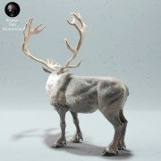 35130612_reindeer-stag-3.jpg