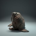 35130616_walrus_1.jpg