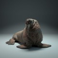 35130616_walrus_4.jpg