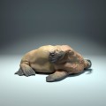 35130617_walrus-sleep_2.jpg