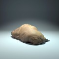 35130617_walrus-sleep_3.jpg