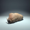 35130617_walrus-sleep_4.jpg