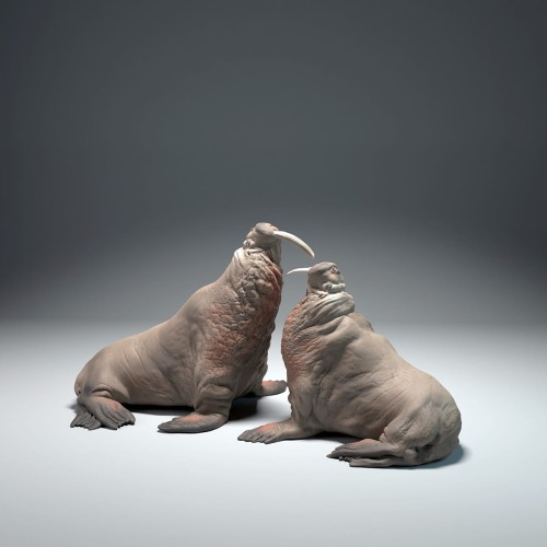 35130618_walrus-fight_2.jpg