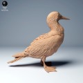blue_footed_booby_2.jpg