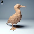 blue_footed_booby_3.jpg