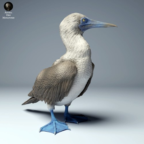 blue_footed_booby_4.jpg