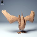 blue_footed_booby_dance_3.jpg