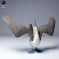blue_footed_booby_dance_4.jpg