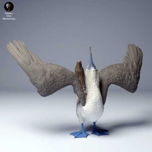 blue_footed_booby_dance_4.jpg