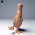 blue_footed_booby2_3.jpg