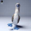 blue_footed_booby2_4.jpg