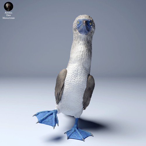 blue_footed_booby2_4.jpg