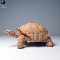 35130275_galapagos_tortoise_walk_1.jpg