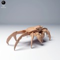 35130277_sally_lightfoot_crab_1.jpg