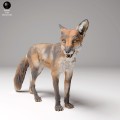 35130440_red_fox_3.jpg