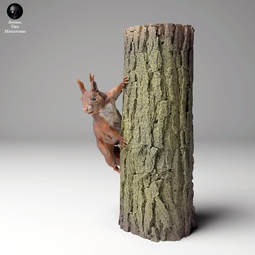 35130445_red_squirrel_tree_3.jpg