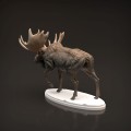 35130446_moose-5.jpg