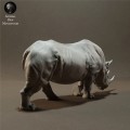 black-rhino-3.jpg