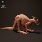 35130285_kangaroo-joey-puuch2-2.jpg