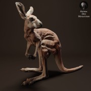35130288_kangaroo-joey-3.jpg