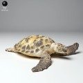 35130266_hawksbill_turtle_land_4.jpg