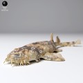 35130271_spotted_wobbegong_3.jpg