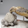 35130267_hawksbill_turtle_feed_3.jpg