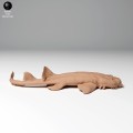 35130271_spotted_wobbegong_1.jpg
