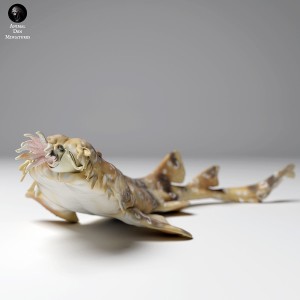 Rekin wobbegong plamisty - polujący - 1 sztuka - 1:72
