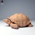 35130274_galapagos_tortoise_lying_1.jpg