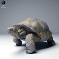 35130275_galapagos_tortoise_walk_4.jpg
