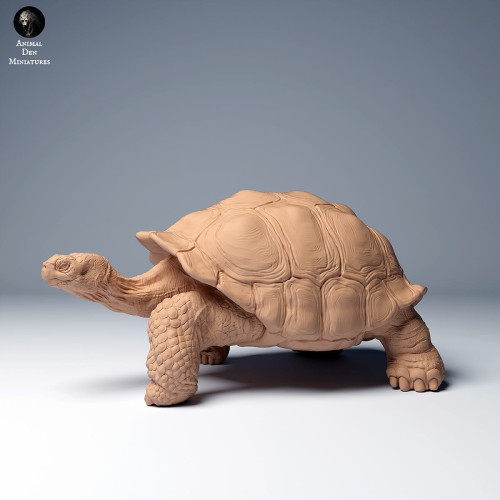 35130275_galapagos_tortoise_walk_1.jpg